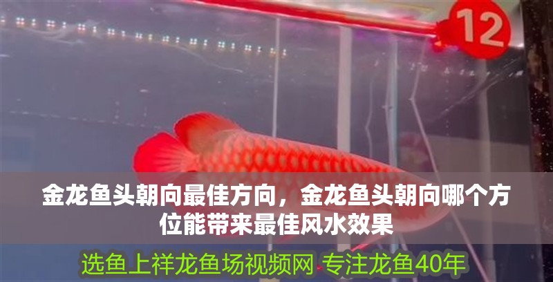 魚缸過濾器選購指南:自制魚缸過濾器魚缸上置過濾器對于養魚愛好者的必備知識 金龍魚頭朝向最佳方向,金龍魚頭朝向哪個方位能帶來最佳風水效果 水族問答 金龍魚頭朝向最佳方向,金龍魚頭朝向哪個方位能帶來最佳風水效果 金龍魚頭朝向最佳方向,金龍魚頭朝向哪個方位能帶來最佳風水效果 水族問答