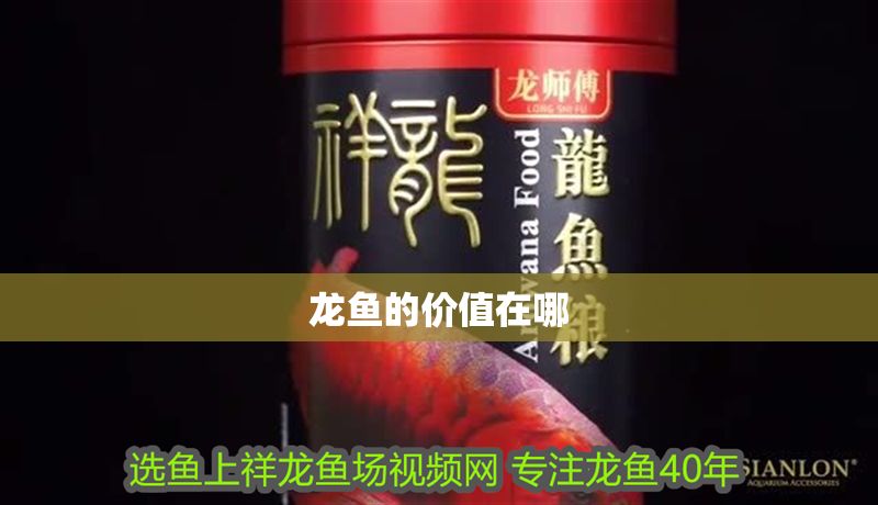 龍魚的價(jià)值在哪 龍魚的價(jià)值在哪 龍魚百科 第2張