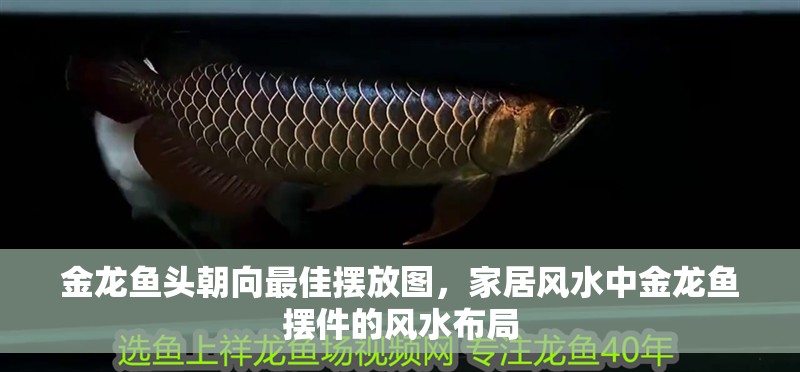 金龍魚頭朝向最佳擺放圖，家居風水中金龍魚擺件的風水布局