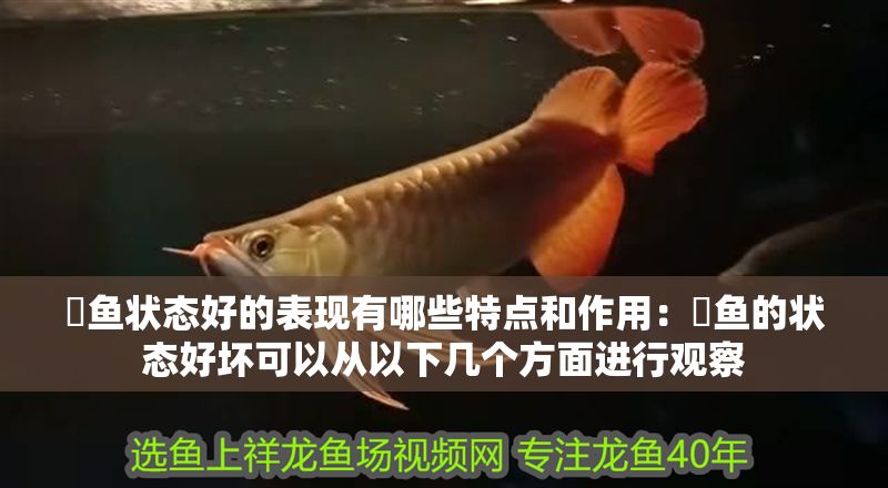 魟魚狀態好的表現有哪些特點和作用：魟魚的狀態好壞可以從以下幾個方面進行觀察