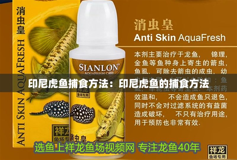 印尼虎魚捕食方法：印尼虎魚的捕食方法