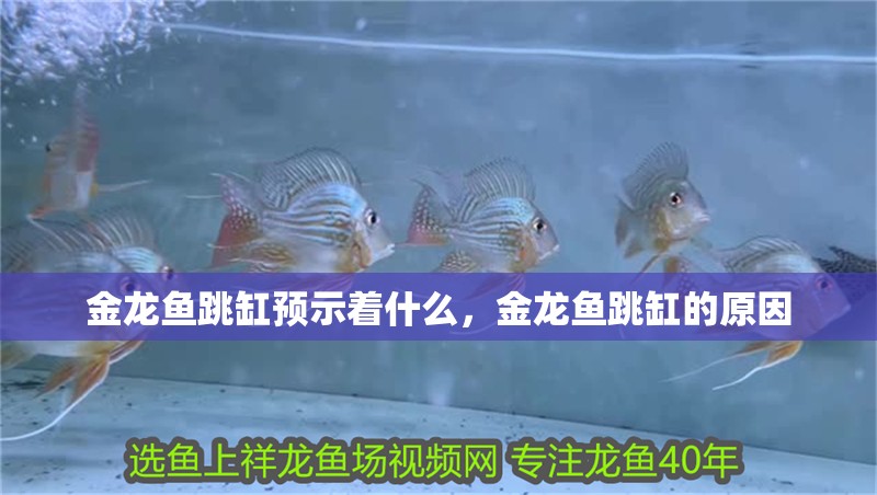 金龍魚跳缸預(yù)示著什么，金龍魚跳缸的原因