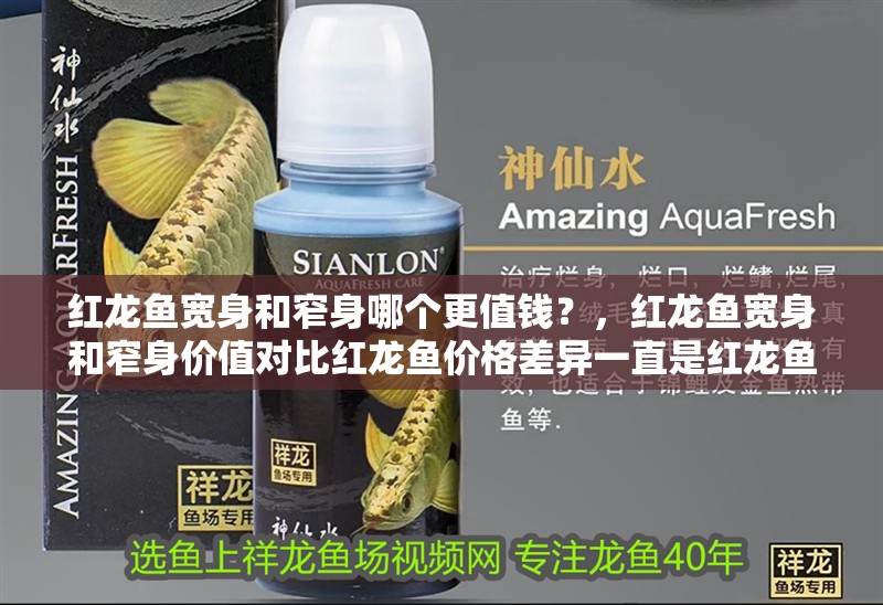 紅龍魚寬身和窄身哪個更值錢？，紅龍魚寬身和窄身價值對比紅龍魚價格差異一直是紅龍魚 紅龍魚寬身和窄身哪個更值錢？，紅龍魚寬身和窄身價值對比紅龍魚價格差異一直是紅龍魚 龍魚百科