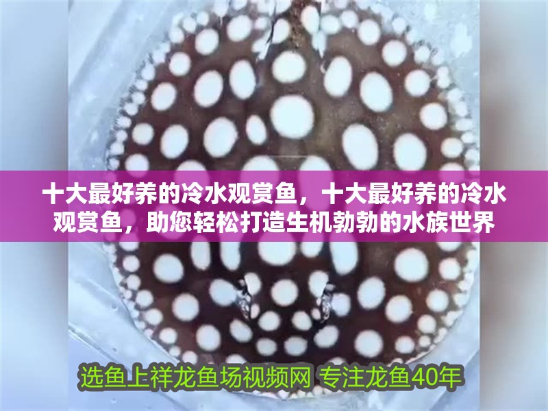 十大最好養的冷水觀賞魚，十大最好養的冷水觀賞魚，助您輕松打造生機勃勃的水族世界