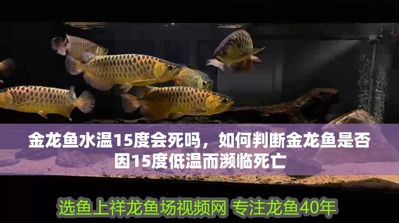 魚缸用增氧泵價格是多少:魚缸增氧機-xtrac增氧機-xtrac增氧機 金龍魚水溫15度會死嗎,如何判斷金龍魚是否因15度低溫而瀕臨死亡 水族問答 金龍魚水溫15度會死嗎,如何判斷金龍魚是否因15度低溫而瀕臨死亡 金龍魚水溫15度會死嗎,如何判斷金龍魚是否因15度低溫而瀕臨死亡 水族問答