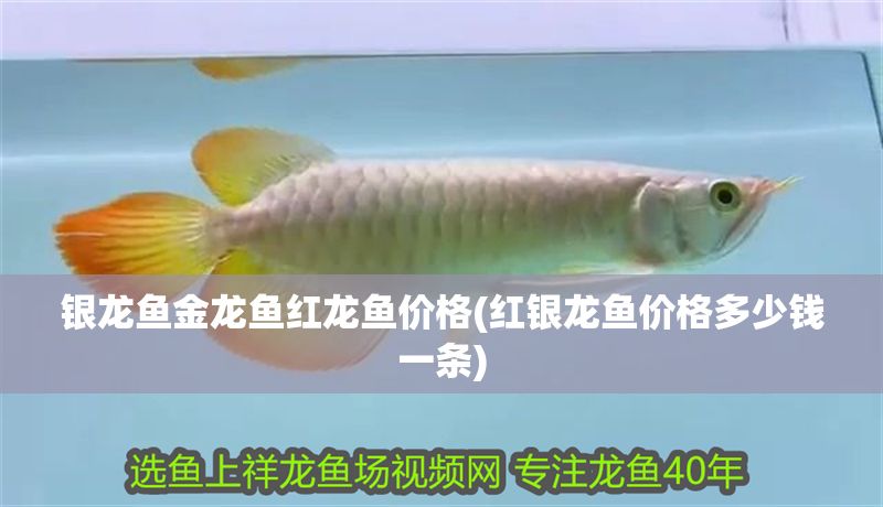 銀龍魚金龍魚紅龍魚價(jià)格(紅銀龍魚價(jià)格多少錢一條)