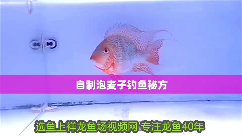 自制泡麥子釣魚秘方