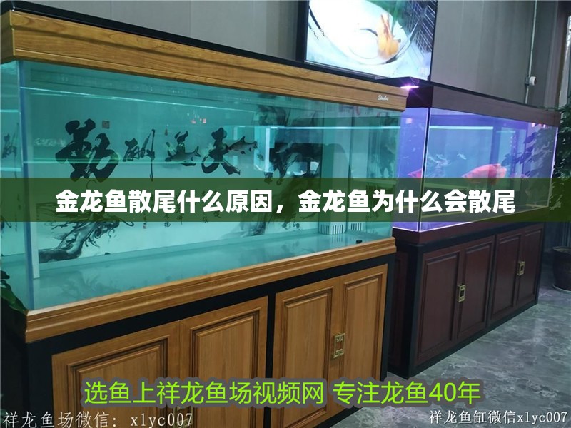 金龍魚散尾什么原因，金龍魚為什么會散尾