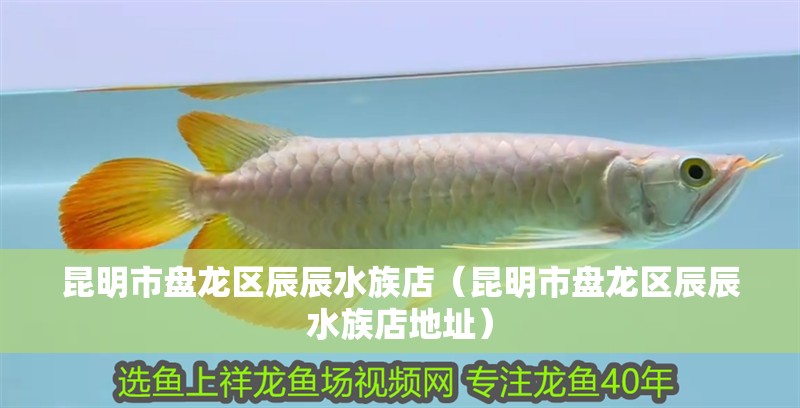 昆明市盤龍區(qū)辰辰水族店（昆明市盤龍區(qū)辰辰水族店地址）