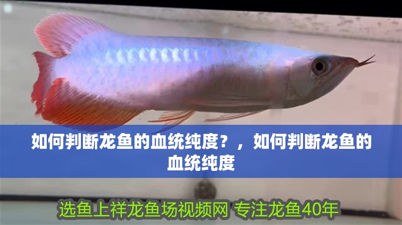 如何判斷龍魚的血統純度？，如何判斷龍魚的血統純度