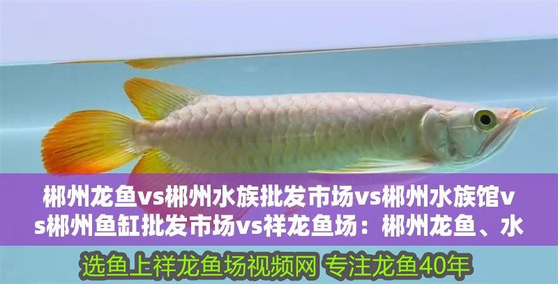 郴州龍魚vs郴州水族批發市場vs郴州水族館vs郴州魚缸批發市場vs祥龍魚場：郴州龍魚、水族批發市場、水族館、魚缸批發市場、祥龍魚場對比