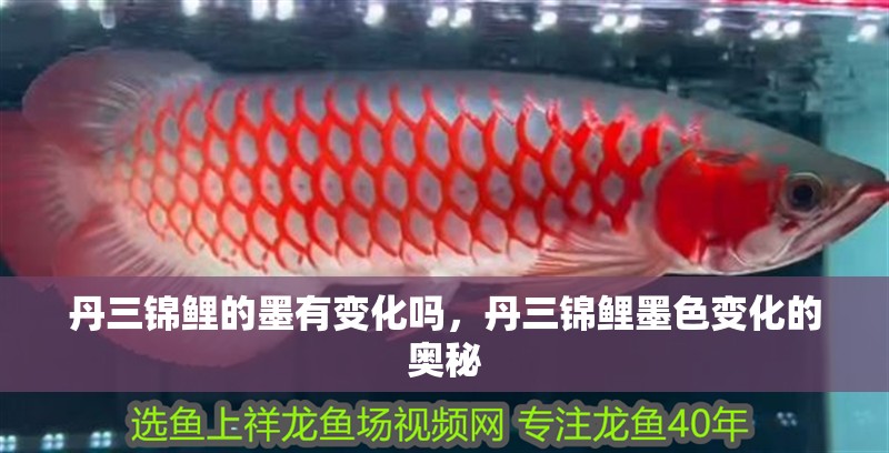 丹三錦鯉的墨有變化嗎，丹三錦鯉墨色變化的奧秘