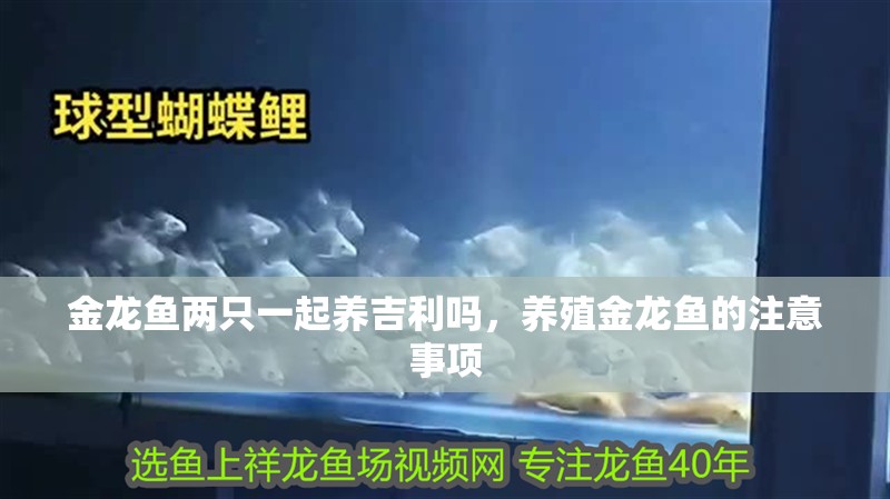 金龍魚兩只一起養吉利嗎，養殖金龍魚的注意事項