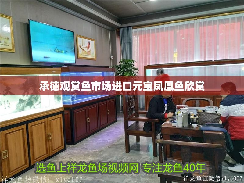 承德觀賞魚市場進口元寶鳳凰魚欣賞