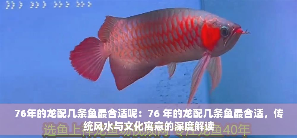 76年的龍配幾條魚最合適呢：76 年的龍配幾條魚最合適，傳統(tǒng)風(fēng)水與文化寓意的深度解讀