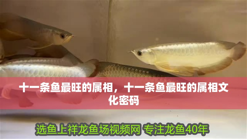 十一條魚最旺的屬相，十一條魚最旺的屬相文化密碼