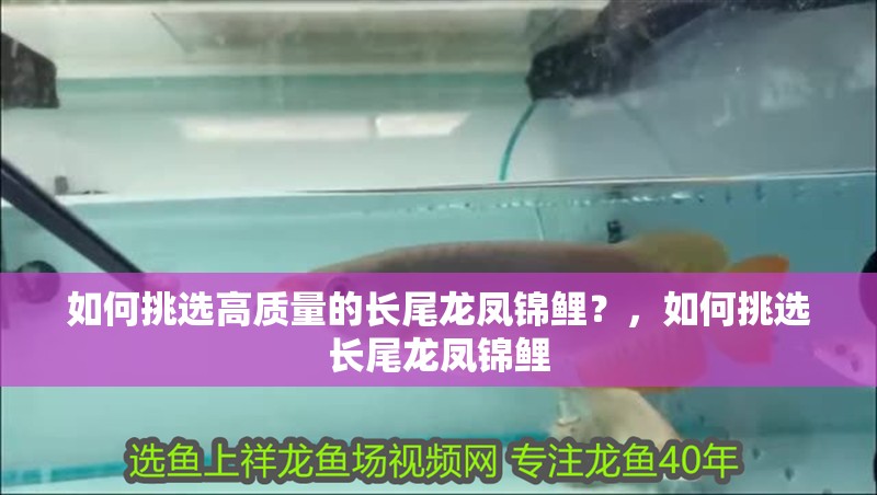 如何挑選高質(zhì)量的長尾龍鳳錦鯉？，如何挑選長尾龍鳳錦鯉