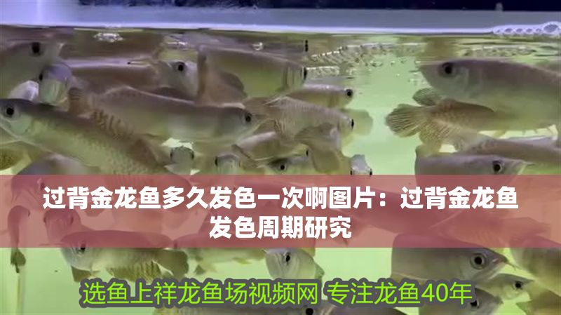 過背金龍魚多久發色一次啊圖片:過背金龍魚發色周期研究 金龍魚百科 第1張 過背金龍魚多久發色一次啊圖片:過背金龍魚發色周期研究 過背金龍魚多久發色一次啊圖片:過背金龍魚發色周期研究 金龍魚百科 第1張