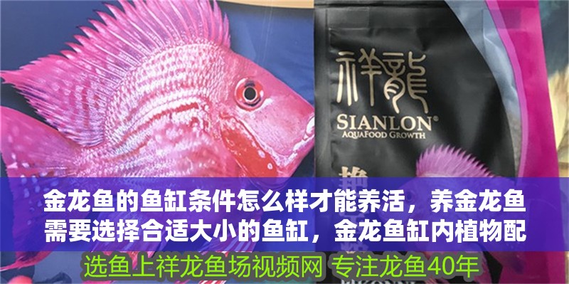 金龍魚的魚缸條件怎么樣才能養活，養金龍魚需要選擇合適大小的魚缸，金龍魚缸內植物配置技巧