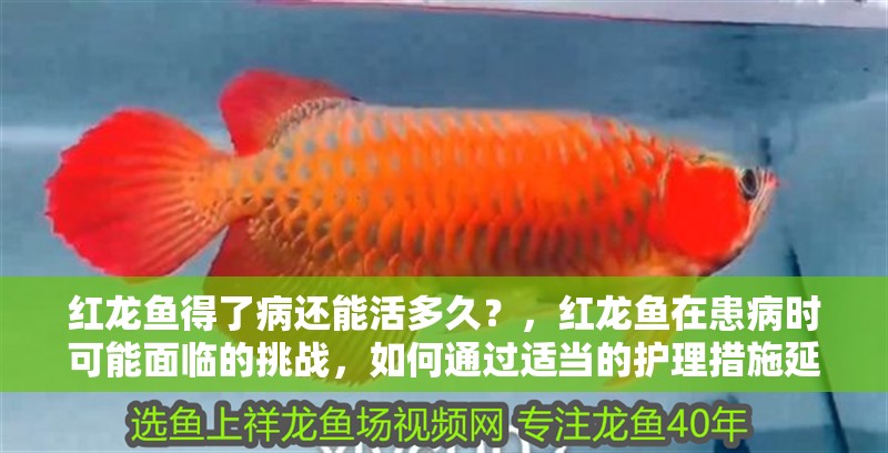 魚缸用增氧泵價格是多少:魚缸增氧機(jī)-xtrac增氧機(jī)-xtrac增氧機(jī) 紅龍魚得了病還能活多久?,紅龍魚在患病時可能面臨的挑戰(zhàn),如何通過適當(dāng)?shù)淖o(hù)理措施延長其生命 龍魚百科 紅龍魚得了病還能活多久?,紅龍魚在患病時可能面臨的挑戰(zhàn),如何通過適當(dāng)?shù)淖o(hù)理措施延長其生命 紅龍魚得了病還能活多久?,紅龍魚在患病時可能面臨的挑戰(zhàn),如何通過適當(dāng)?shù)淖o(hù)理措施延長其生命 龍魚百科