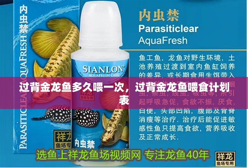 過背金龍魚多久喂一次，過背金龍魚喂食計劃表