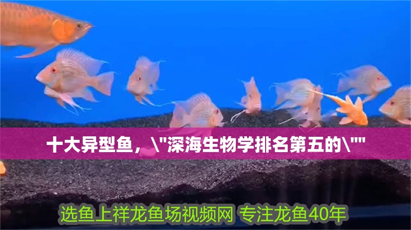 十大異型魚，\