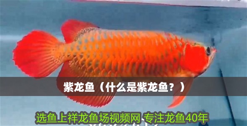 紫龍魚（什么是紫龍魚？）