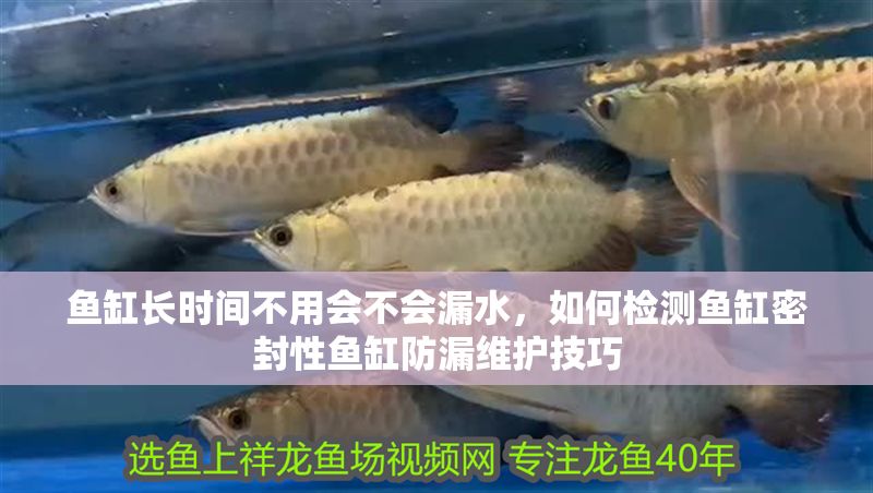 魚缸長時間不用會不會漏水，如何檢測魚缸密封性魚缸防漏維護技巧