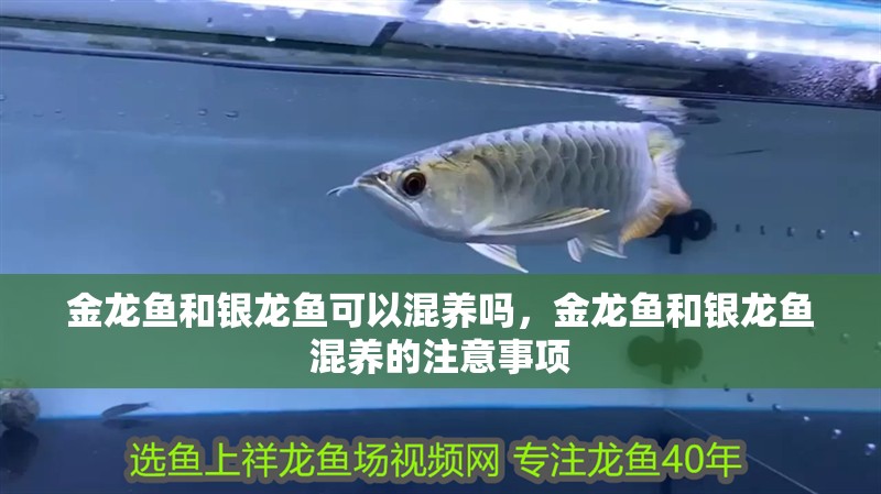 金龍魚和銀龍魚可以混養(yǎng)嗎，金龍魚和銀龍魚混養(yǎng)的注意事項(xiàng)