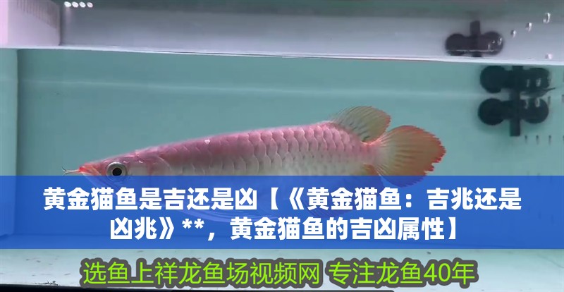 黃金貓魚是吉還是兇【《黃金貓魚：吉兆還是兇兆》**，黃金貓魚的吉兇屬性】