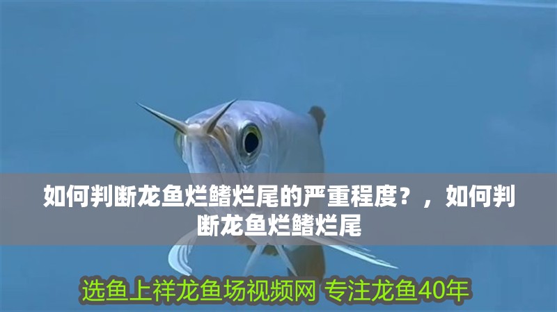 如何判斷龍魚爛鰭爛尾的嚴重程度？，如何判斷龍魚爛鰭爛尾