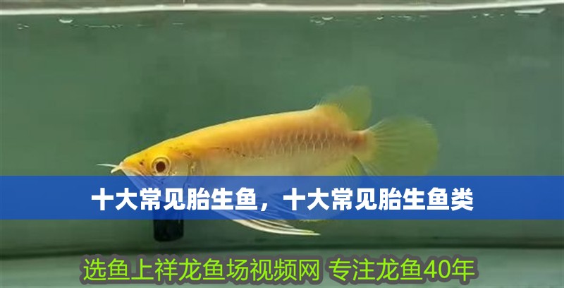 十大常見(jiàn)胎生魚(yú)，十大常見(jiàn)胎生魚(yú)類