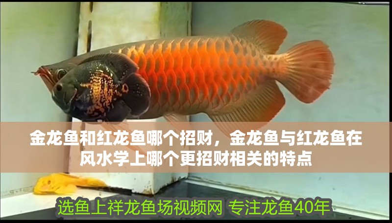 金龍魚和紅龍魚哪個招財，金龍魚與紅龍魚在風(fēng)水學(xué)上哪個更招財相關(guān)的特點(diǎn)