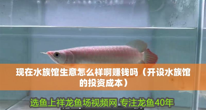 現在水族館生意怎么樣啊賺錢嗎(開設水族館的投資成本) 水族館百科(水族館加盟) 第1張 現在水族館生意怎么樣啊賺錢嗎(開設水族館的投資成本) 現在水族館生意怎么樣啊賺錢嗎(開設水族館的投資成本) 水族館百科(水族館加盟) 第1張