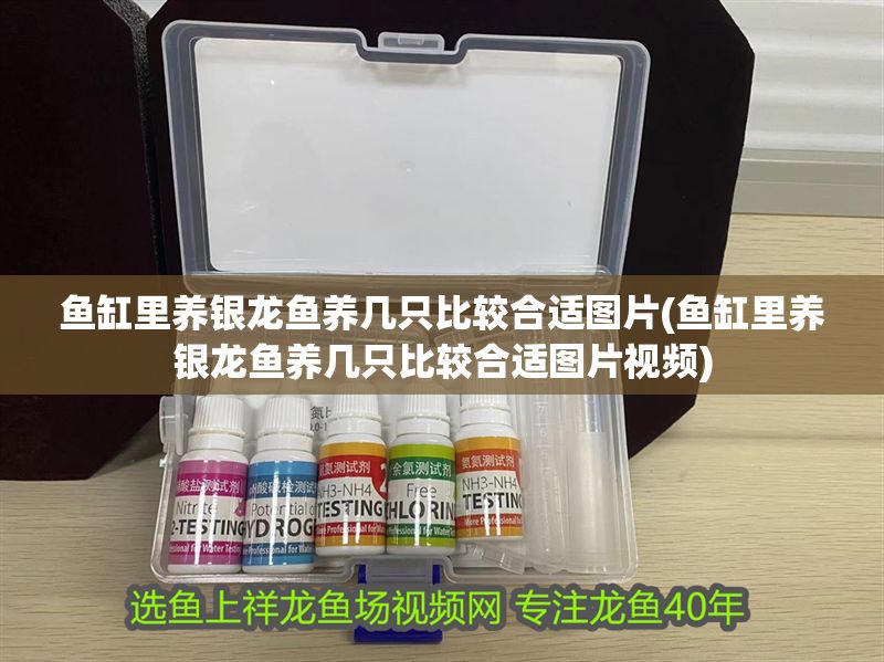 魚缸里養銀龍魚養幾只比較合適圖片(魚缸里養銀龍魚養幾只比較合適圖片視頻)