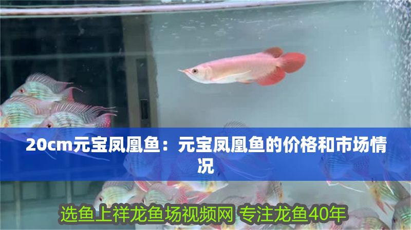 20cm元寶鳳凰魚(yú)：元寶鳳凰魚(yú)的價(jià)格和市場(chǎng)情況