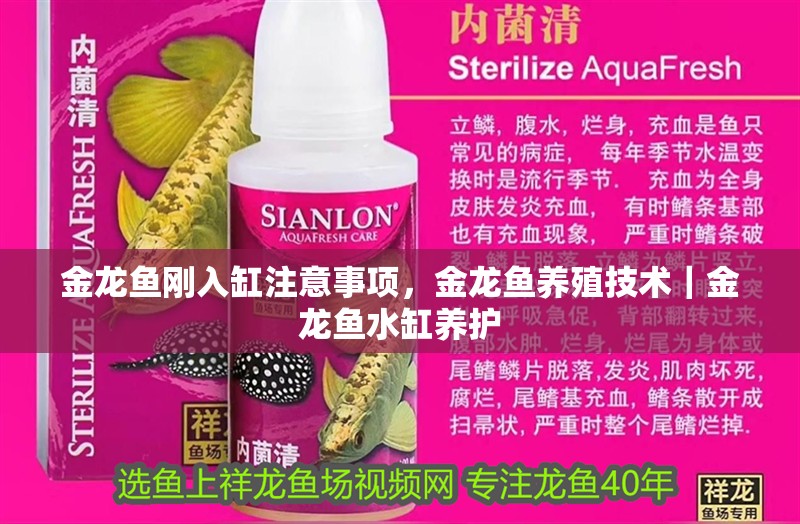 金龍魚剛?cè)敫鬃⒁馐马?xiàng)，金龍魚養(yǎng)殖技術(shù)｜金龍魚水缸養(yǎng)護(hù) 金龍魚剛?cè)敫鬃⒁馐马?xiàng)，金龍魚養(yǎng)殖技術(shù)｜金龍魚水缸養(yǎng)護(hù) 水族問答