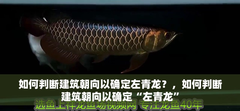 如何判斷建筑朝向以確定左青龍？，如何判斷建筑朝向以確定“左青龍”