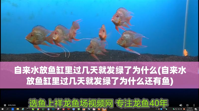 自來水放魚缸里過幾天就發綠了為什么(自來水放魚缸里過幾天就發綠了為什么還有魚) 黃金貓魚百科 第1張 自來水放魚缸里過幾天就發綠了為什么(自來水放魚缸里過幾天就發綠了為什么還有魚) 自來水放魚缸里過幾天就發綠了為什么(自來水放魚缸里過幾天就發綠了為什么還有魚) 黃金貓魚百科 第1張