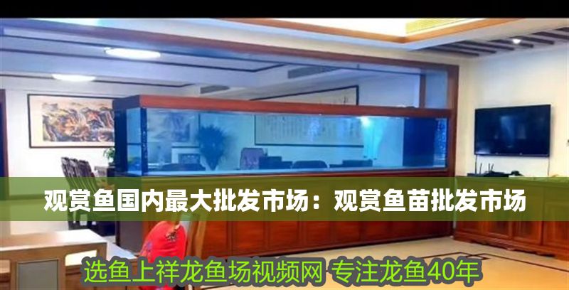 觀賞魚國內最大批發市場：觀賞魚苗批發市場 觀賞魚國內最大批發市場：觀賞魚苗批發市場 元寶鳳凰魚百科 第1張