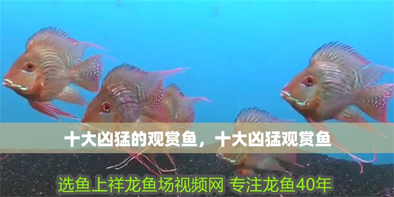 十大兇猛的觀賞魚，十大兇猛觀賞魚