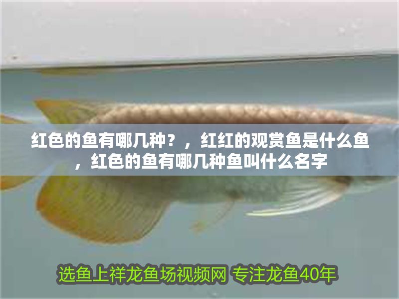 紅色的魚有哪幾種？，紅紅的觀賞魚是什么魚，紅色的魚有哪幾種魚叫什么名字