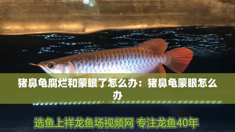 豬鼻龜腐爛和蒙眼了怎么辦:豬鼻龜蒙眼怎么辦 豬鼻龜百科 第1張 豬鼻龜腐爛和蒙眼了怎么辦:豬鼻龜蒙眼怎么辦 豬鼻龜腐爛和蒙眼了怎么辦:豬鼻龜蒙眼怎么辦 豬鼻龜百科 第1張