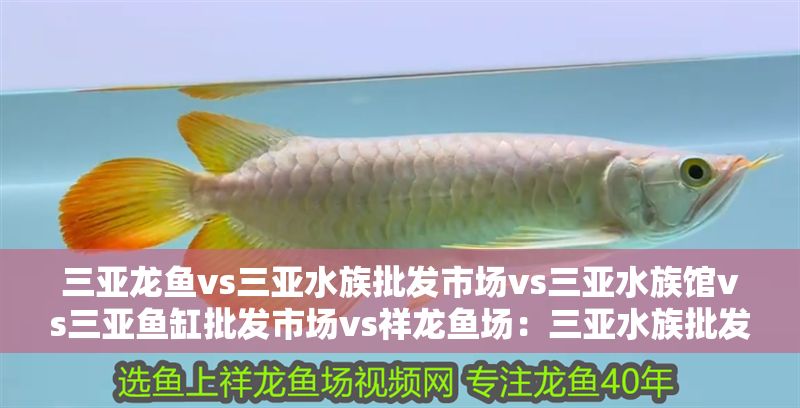 三亞龍魚vs三亞水族批發(fā)市場vs三亞水族館vs三亞魚缸批發(fā)市場vs祥龍魚場：三亞水族批發(fā)市場
