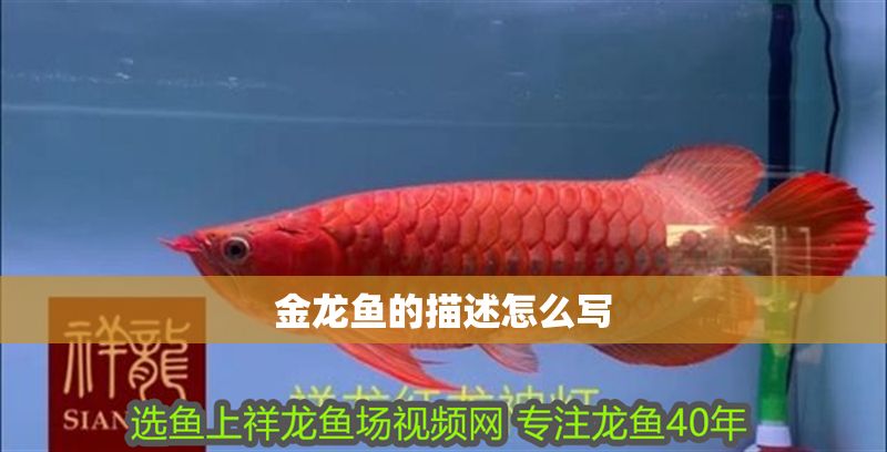 金龍魚的描述怎么寫
