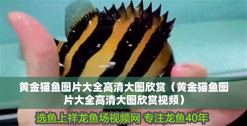 黃金貓魚圖片大全高清大圖欣賞（黃金貓魚圖片大全高清大圖欣賞視頻）