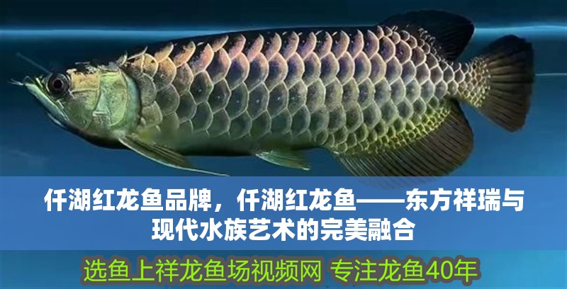 仟湖紅龍魚品牌，仟湖紅龍魚——東方祥瑞與現代水族藝術的完美融合
