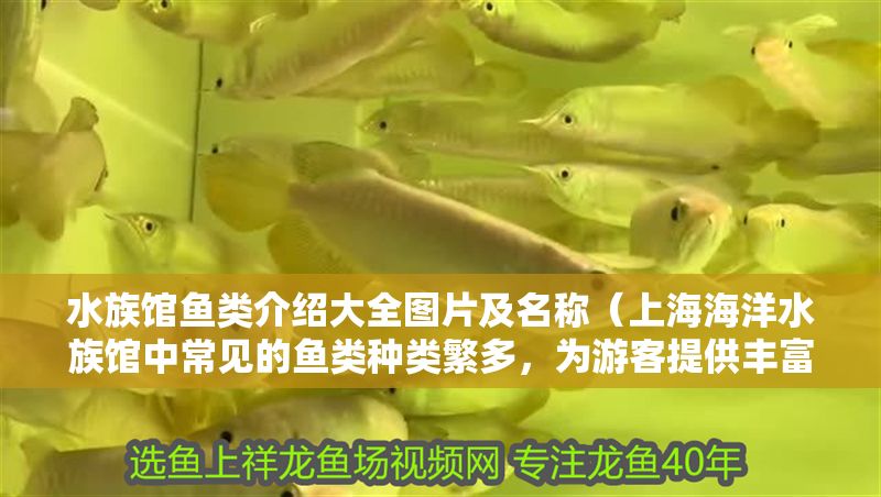 水族館魚類介紹大全圖片及名稱（上海海洋水族館中常見的魚類種類繁多，為游客提供豐富的視覺享受） 水族館魚類介紹大全圖片及名稱（上海海洋水族館中常見的魚類種類繁多，為游客提供豐富的視覺享受） 水族館百科（水族館加盟） 第1張