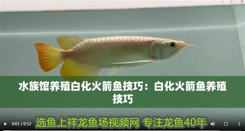 水族館養殖白化火箭魚技巧：白化火箭魚養殖技巧
