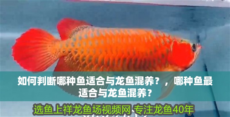如何判斷哪種魚適合與龍魚混養？，哪種魚最適合與龍魚混養？
